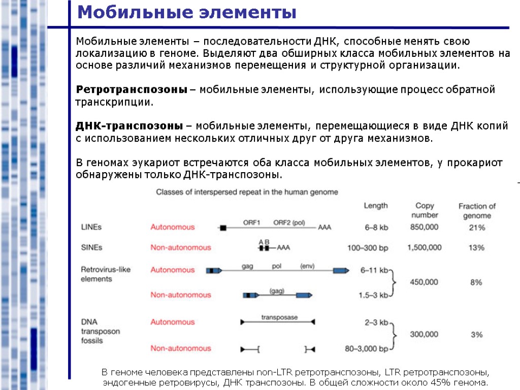 Мобильные элементы В геноме человека представлены non-LTR ретротранспозоны, LTR ретротранспозоны, эндогенные ретровирусы, ДНК транспозоны.